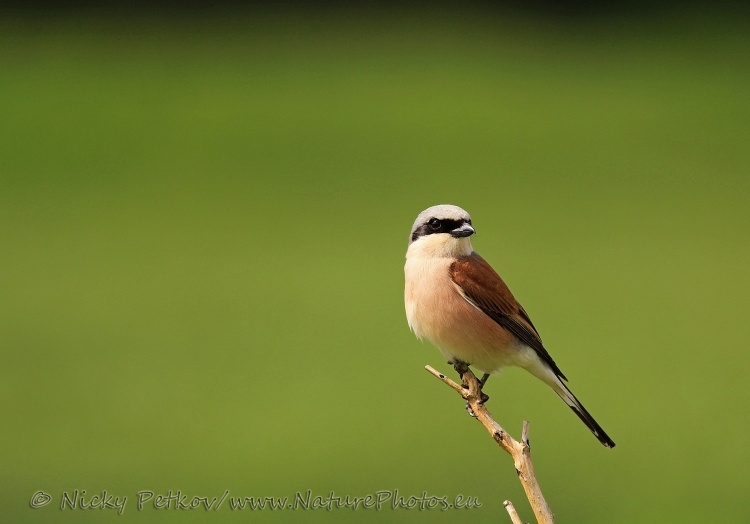 WildLife Photos of Birds, Shrikes, Red-backed Shrike, Lanius collurio